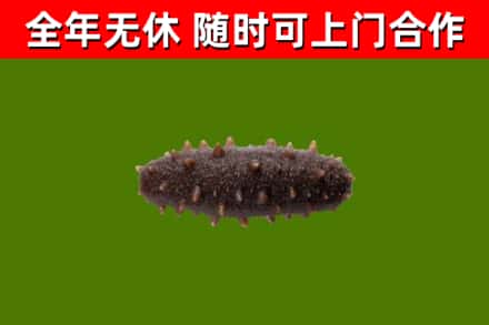 浈江烟酒回收干海参.jpg